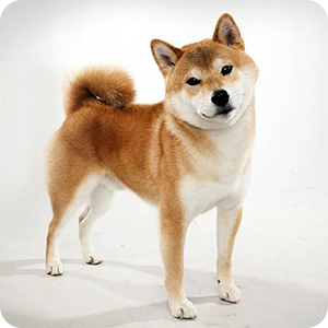 Japanese Image 2