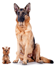 Healthy Puppy and Dog